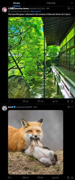 Twitter TL showing a fox with her kit and an oversaturated photo of a building in a Japanese forest